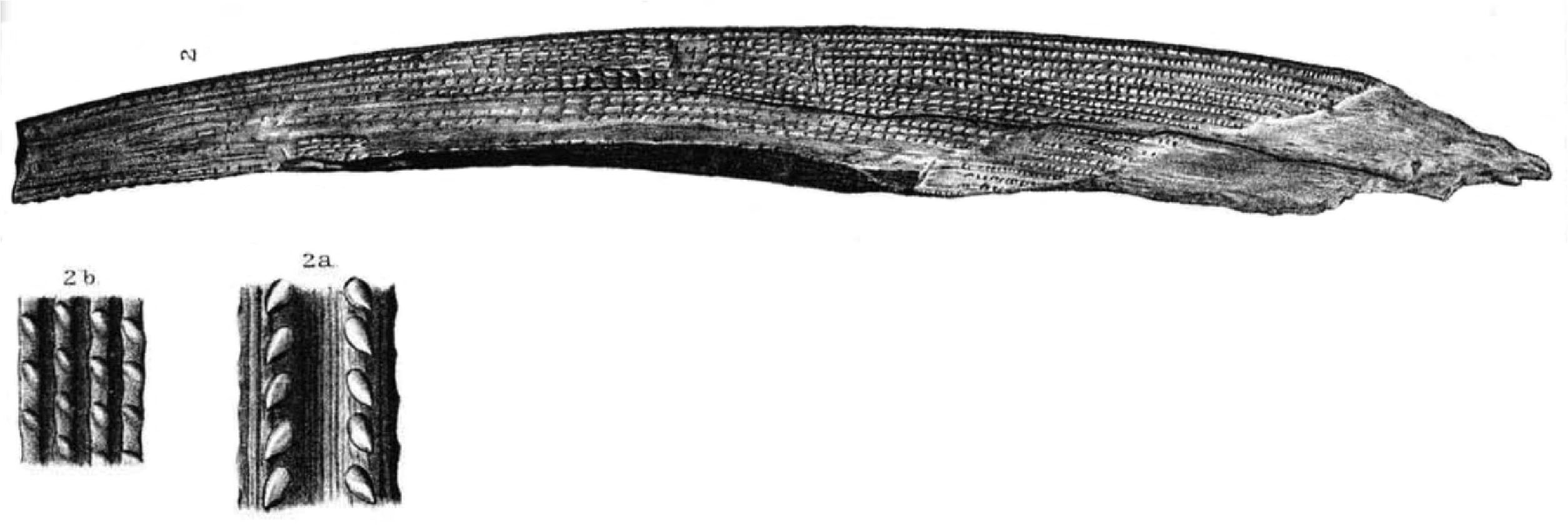 Ctenacanthus from Newberry